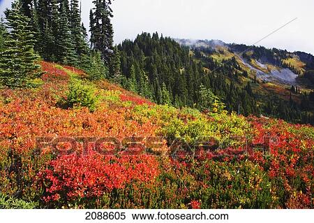 Beautiful autumn colors and tatoosh mountains mt. rainier national park; washington state united states of america View Large Photo Image Stock Photography - Beautiful autumn colors and tatoosh mountains mt. rainier national park; washington state united states of america. Fotosearch