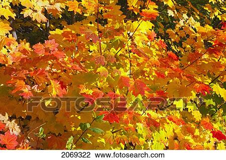 Beautiful Autumn Colours In Mount Hood National Forest; Oregon United States Of America View Large Photo Image Stock Image - Beautiful Autumn Colours In Mount Hood National Forest; Oregon United States Of America. Fotosearch