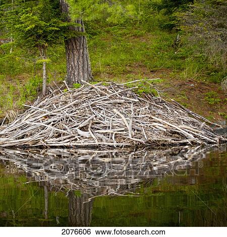 Stock Photograph - Beaver lodge reflected in a tranquil lake; lake of the woods ontario canada. Fotosearch