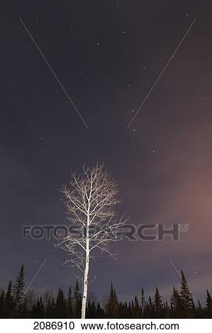 Big dipper in the night sky with a lone tree illuminated; thunder bay ontario canada View Large Photo Image Stock Image - Big dipper in the night sky with a lone tree illuminated; thunder bay ontario canada. Fotosearch