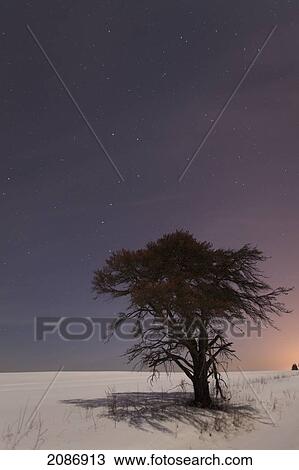 Big dipper in the night sky with a lone tree; thunder bay ontario canada View Large Photo Image Stock Image - Big dipper in the night sky with a lone tree; thunder bay ontario canada. Fotosearch