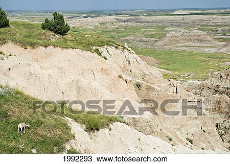 Stock Image - Bighorn Sheep (Ovis Canadensis)On A Hill In Badlands National Park; South Dakota United States Of America. Fotosearch