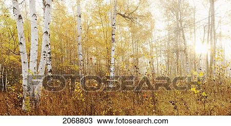 Stock Image - Birch Grove In Autumn; Thunder Bay Ontario Canada. Fotosearch
