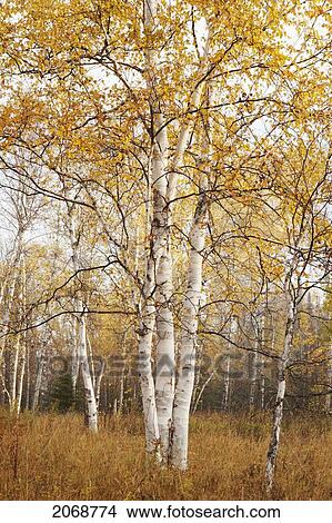 Picture - Birch Trees In Autumn; Thunder Bay Ontario Canada. Fotosearch