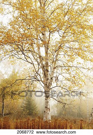Stock Image - Birch Trees In Autumn; Thunder Bay Ontario Canada. Fotosearch