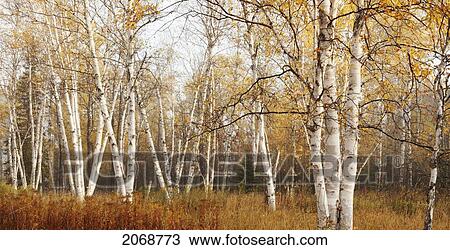 Stock Image - Birch Trees In Autumn; Thunder Bay Ontario Canada. Fotosearch