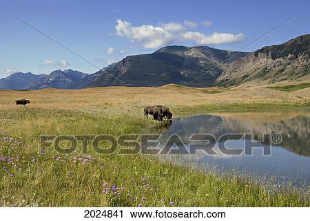 Bison Drinking From A Small Mountain Lake With Wildflowers In The Meadow; Alberta Canada View Large Photo Image Stock Image - Bison Drinking From A Small Mountain Lake With Wildflowers In The Meadow; Alberta Canada. Fotosearch