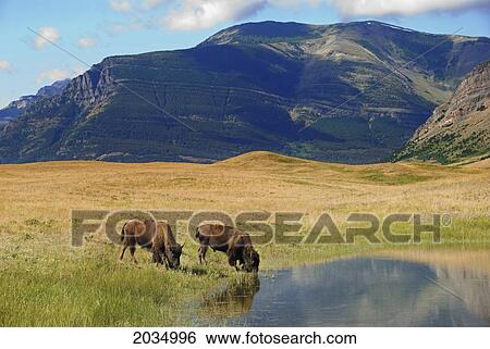 Bisons Drinking From A Pond With Blue Mountains In The Distance In Waterton Lakes National Park; Alberta Canada View Large Photo Image Stock Photograph - Bisons Drinking From A Pond With Blue Mountains In The Distance In Waterton Lakes National Park; Alberta Canada. Fotosearch