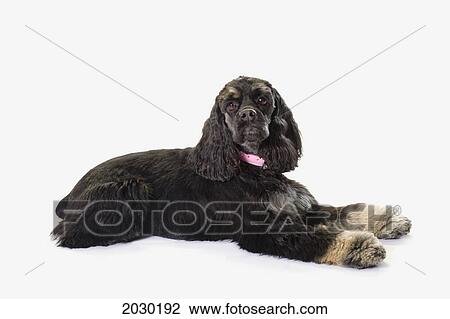 Stock Image - Black Cocker Spaniel With Golden Boots On White Studio Background. Fotosearch
