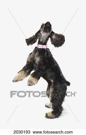 Black Cocker Spaniel With Golden Boots On White Studio Background View Large Photo Image Stock Image - Black Cocker Spaniel With Golden Boots On White Studio Background. Fotosearch