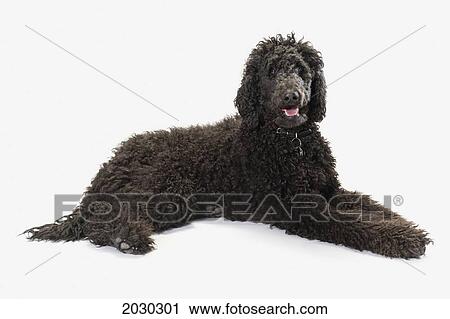 Black Labradoodle On A White Background View Large Photo Image Stock Image - Black Labradoodle On A White Background. Fotosearch
