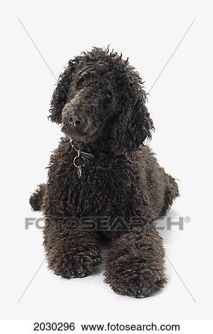 Black Labradoodle On A White Background View Large Photo Image Stock Photograph - Black Labradoodle On A White Background. Fotosearch