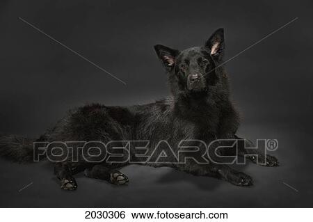 Black Shepherd Dog On A Dark Grey Background View Large Photo Image Stock Photograph - Black Shepherd Dog On A Dark Grey Background. Fotosearch