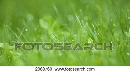 Blades Of Lush Green Grass With Dew Drops; Thunder Bay Ontario Canada View Large Photo Image Stock Image - Blades Of Lush Green Grass With Dew Drops; Thunder Bay Ontario Canada. Fotosearch
