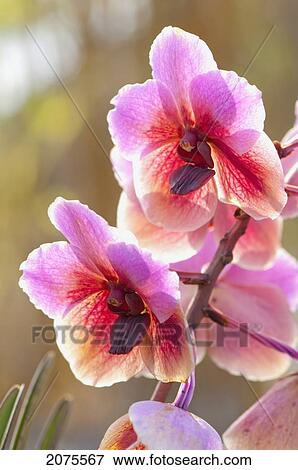 Stock Photo - Blooming Orchids; Captain Cook Hawaii United States Of America. Fotosearch