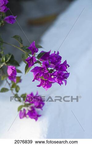 Blossoming purple flowers on a branch; sayulita mexico View Large Photo Image Stock Photo - Blossoming purple flowers on a branch; sayulita mexico. Fotosearch