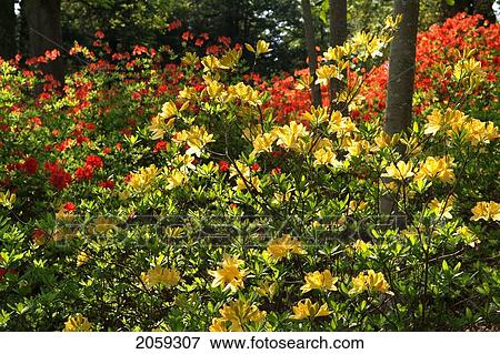 Stock Photo - Blossoming Trees At Mount Congreve House And Gardens; County Waterford Ireland. Fotosearch