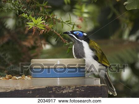 Blue Faced Honey Eater (Entomyzon Cyanotis); Toronto Ontario Canada View Large Photo Image Stock Photo - Blue Faced Honey Eater (Entomyzon Cyanotis); Toronto Ontario Canada. Fotosearch