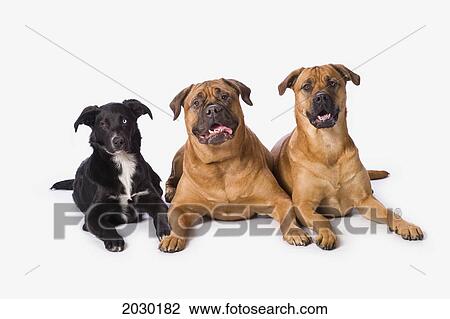 Border Collie And Bullmastiff Dogs On A White Background View Large Photo Image Stock Image - Border Collie And Bullmastiff Dogs On A White Background. Fotosearch