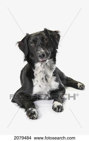 Border collie on a white background; st. albert alberta canada View Large Photo Image Picture - Border collie on a white background; st. albert alberta canada. Fotosearch