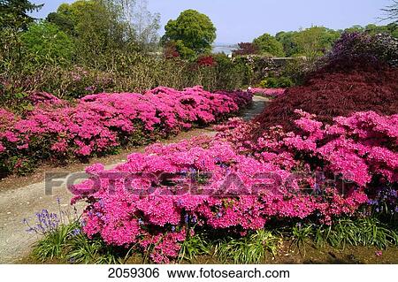 Brightly Coloured Blossoming Flowers Along A Path At Mount Congreve House And Gardens; County Waterford Ireland View Large Photo Image Stock Photograph - Brightly Coloured Blossoming Flowers Along A Path At Mount Congreve House And Gardens; County Waterford Ireland. Fotosearch