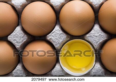 Brown eggs in a a carton with one white shelled egg open showing the yoke; calgary alberta canada View Large Photo Image Stock Photo - Brown eggs in a a carton with one white shelled egg open showing the yoke; calgary alberta canada. Fotosearch