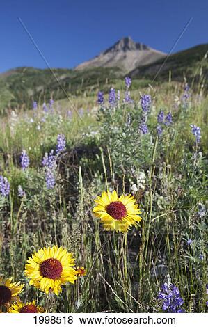 Brown-Eyed Susan Flowers On A Grassy Hillside With A Mountain Peak In The Distance And A Blue Sky; Waterton Alberta Canada View Large Photo Image Stock Photo - Brown-Eyed Susan Flowers On A Grassy Hillside With A Mountain Peak In The Distance And A Blue Sky; Waterton Alberta Canada. Fotosearch