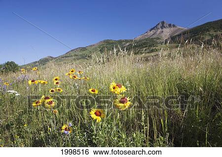 Brown-Eyed Susan Flowers On A Grassy Hillside With A Mountain Peak In The Distance And A Blue Sky; Waterton Alberta Canada View Large Photo Image Stock Photograph - Brown-Eyed Susan Flowers On A Grassy Hillside With A Mountain Peak In The Distance And A Blue Sky; Waterton Alberta Canada. Fotosearch