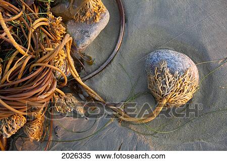 Bull Kelp Seaweed Washed Up On Wickaninnish Beach In Pacific Rim National Park Near Tofino; British Columbia Canada View Large Photo Image Stock Photography - Bull Kelp Seaweed Washed Up On Wickaninnish Beach In Pacific Rim National Park Near Tofino; British Columbia Canada. Fotosearch