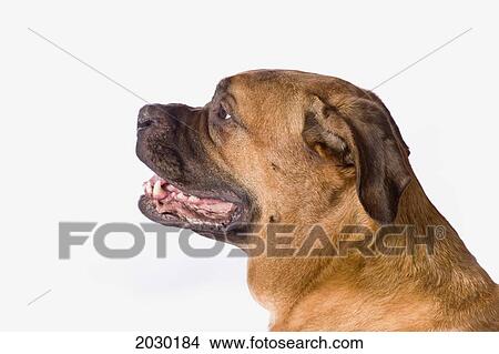 Bullmastiff Dog On White Background View Large Photo Image Picture - Bullmastiff Dog On White Background. Fotosearch