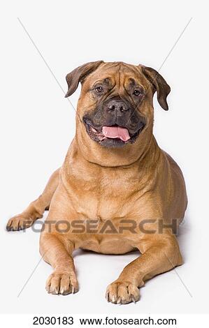 Bullmastiff Dog On White Background View Large Photo Image Stock Image - Bullmastiff Dog On White Background. Fotosearch