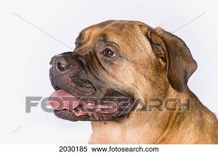 Bullmastiff Dog On White Background View Large Photo Image Stock Photography - Bullmastiff Dog On White Background. Fotosearch