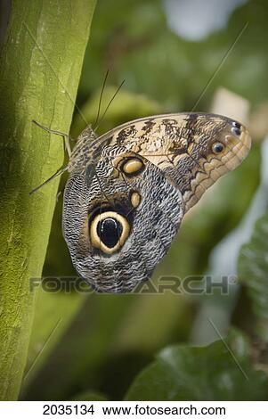 Picture - Butterfly On A Green Branch; Niagara Falls Ontario Canada. Fotosearch
