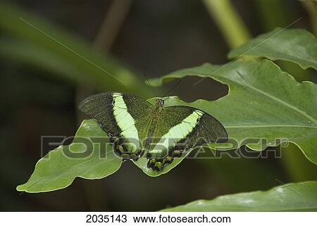 Butterfly On A Green Leaf; Niagara Falls Ontario Canada View Large Photo Image Stock Image - Butterfly On A Green Leaf; Niagara Falls Ontario Canada. Fotosearch