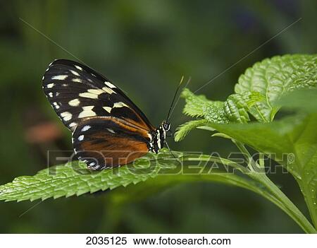 Stock Photography - Butterfly On A Green Leaf; Niagara Falls Ontario Canada. Fotosearch