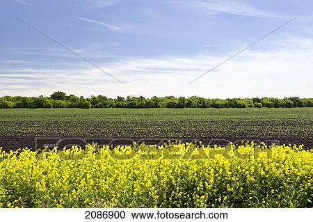 Stock Image - Canola field under a blue sky; winnipeg manitoba canada. Fotosearch