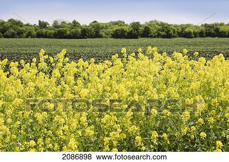 Stock Photo - Canola field under a blue sky; winnipeg manitoba canada. Fotosearch