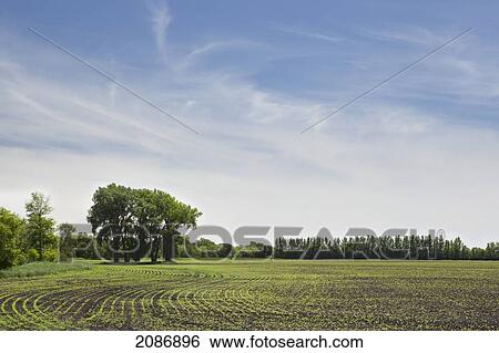 Stock Photograph - Canola field under a blue sky; winnipeg manitoba canada. Fotosearch