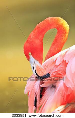 Caribbean Flamingo (Phoenicopterus Rube) At The San Diego Zoo; San Diego California United States Of Americ View Large Photo Image Stock Image - Caribbean Flamingo (Phoenicopterus Rube) At The San Diego Zoo; San Diego California United States Of Americ. Fotosearch
