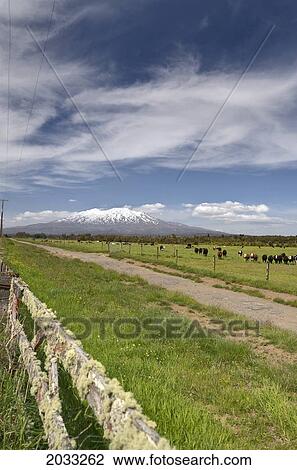 Stock Image - Cattle Grazing In A Field Along A Dirt Road With A View Of Mount Ruaphehu; Taupo New Zealand. Fotosearch