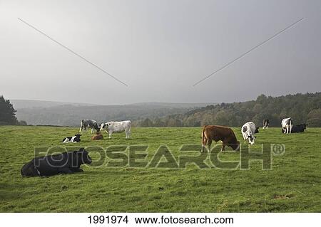 Picture - Cattle Grazing In A Field; Dore South Yorkshire England. Fotosearch