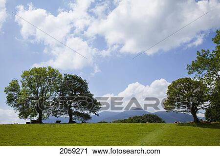 Cattle Grazing In A Field Near Killarney With Macgillycuddy's Reeks In The Background; County Kerry Ireland View Large Photo Image Stock Image - Cattle Grazing In A Field Near Killarney With Macgillycuddy's Reeks In The Background; County Kerry Ireland. Fotosearch