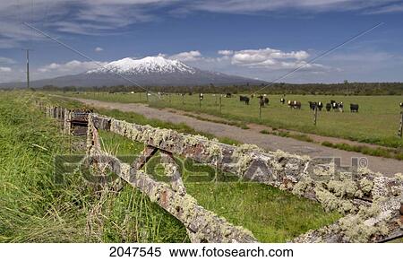 Cattle Grazing In A Field With Mount Ruapehu In The Background; Central North Island New Zealand View Large Photo Image Stock Photography - Cattle Grazing In A Field With Mount Ruapehu In The Background; Central North Island New Zealand. Fotosearch