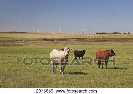 Stock Photo - Cattle Grazing In A Field With Wind Turbines In The Background And Blue Sky Near Trochu; Alberta Canada. Fotosearch