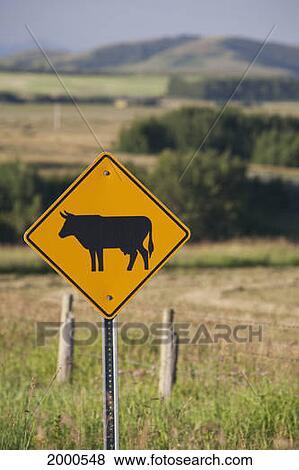 Cattle Road Sign With Fields And Rolling Hills In The Background; Alberta Canada View Large Photo Image Stock Photo - Cattle Road Sign With Fields And Rolling Hills In The Background; Alberta Canada. Fotosearch