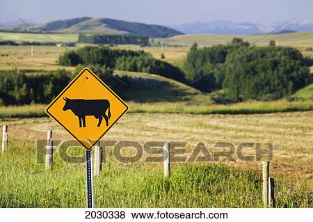Stock Photo - Cattle Road Sign With Fields And Rolling Hills In The Background; Alberta Canada. Fotosearch
