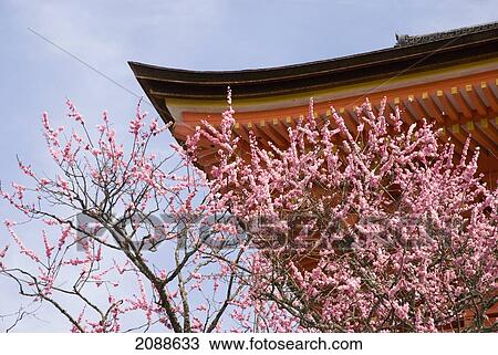 Stock Image - Cherry blossom tree and a temple roof; kyoto japan. Fotosearch