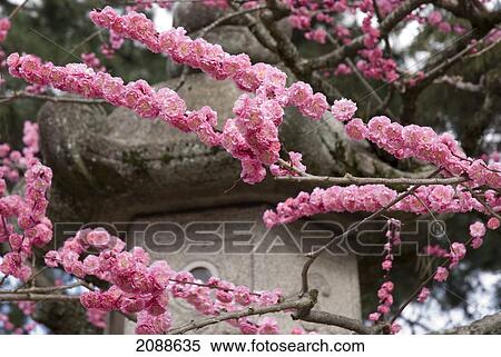 Cherry blossoms; kyoto city kyoto japan View Large Photo Image Stock Photography - Cherry blossoms; kyoto city kyoto japan. Fotosearch