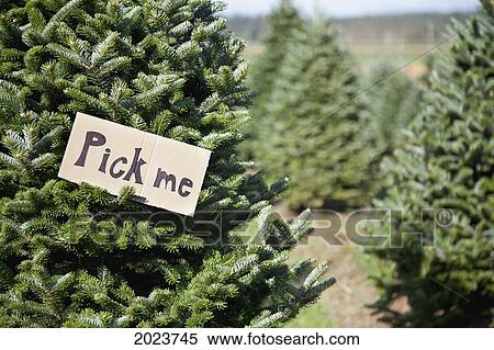 Christmas Tree At Christmas Tree Farm Says 'pick Me'; Everson Washington United States Of America View Large Photo Image Stock Photography - Christmas Tree At Christmas Tree Farm Says 'pick Me'; Everson Washington United States Of America. Fotosearch
