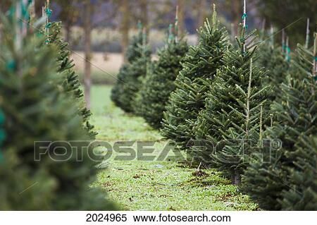 Christmas Tree Farm; Everson Washington United States Of America View Large Photo Image Stock Photography - Christmas Tree Farm; Everson Washington United States Of America. Fotosearch